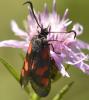 Zygaena sp.